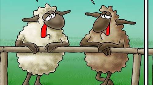 Αρκάς: Η ... μακάβρια συζήτηση των αρνιών ενόψει Πάσχα