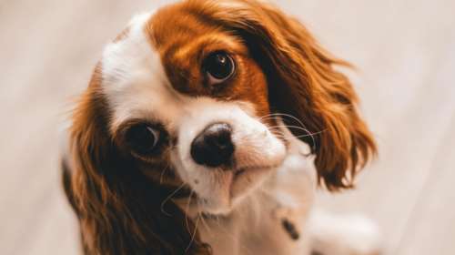 Θεσσαλονίκη: Αποκαλύφθηκε απάτη με πωλήσεις άρρωστων κουταβιών- Πέθαναν 11 σκυλάκια λίγο μετά την υιοθεσία