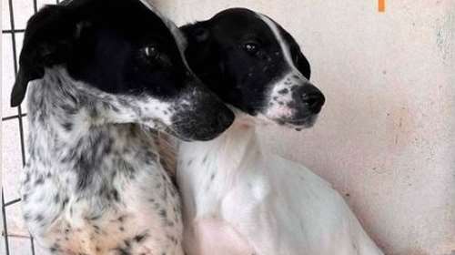 Οι αδερφούλες Λίζα και Στάλλη έχουν απίστευτη ανάγκη να ζήσουν επιτέλους ευτυχισμένες μέρες