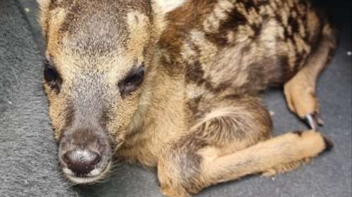 Μικρό ζαρκάδι έκανε βόλτες στην πόλη των Ιωαννίνων