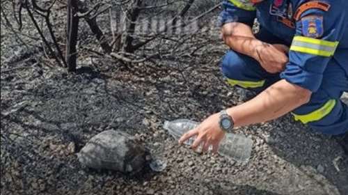 Μαρτίνο - Η ζωή μέσα στα καμένα: Πυροσβέστης δίνει νερό σε χελώνα