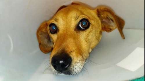 Κρήτη: Οργή για τα απάνθρωπα βασανιστήρια σε σκυλίτσα - Βρέθηκε με σκάγια και θρυμματισμένα τα οστά των ποδιών της