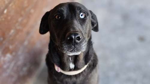 Ο Καρίμ έχει ένα υπέροχο γαλάζιο μάτι, που κοιτώντας μέσα του είναι σαν να ταξιδεύετε στο θαλασσί της θάλασσας