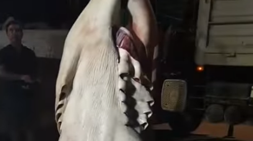 Οι οικολόγοι διαμαρτύρονται για την αλίευση του καρχαρία στο Αγιο Ορος: &quot;Είναι προστατευόμενο είδος&quot;