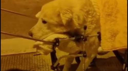 Συγκίνηση μόνο:  Η βραδινή βόλτα δεν θα αλλάξει... Βίντεο ανάπηρου σκύλου και των ανθρώπων του που προσπαθούν να του δώσουν χαρά