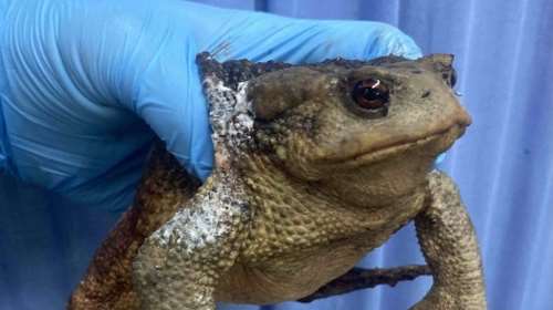 Βατραχάκι &quot;Bufo bufo&quot; επιβίωσε από θαύμα από τη φωτιά στη Νότιο Εύβοια