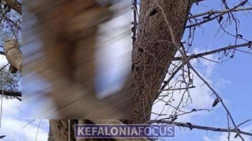 Κτηνωδία στην Κεφαλονιά: Σταύρωσαν και κρέμασαν αλεπού σε δέντρο [σκληρές εικόνες]