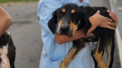 Ένας ζωντανός σκελετός ήταν η Φρίντα: Ζούσε σε ένα κλουβί στην καινούργια πτέρυγα του δημοτικού κυνοκομείου Τρίπολης