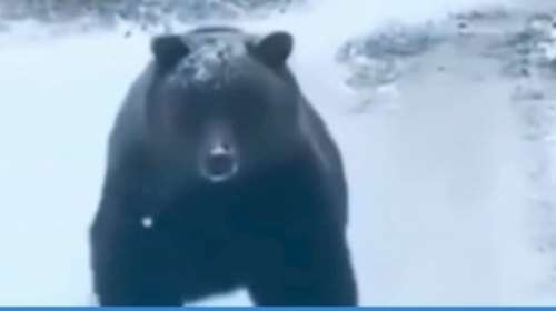 Fake news η συνάντηση του οδηγού με αρκούδα στην Πέλλα - Εβγαινε στα κανάλια και έδινε... συμβουλές [βίντεο]