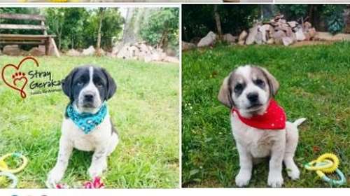 Ο Νιόνιος και ο Γεράσιμος - Ο Γεράσιμος και ο Νιόνιος: Τι ψάχνουν τα κουταβοαδερφάκια από την Ανθούσα;