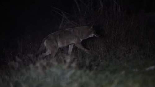 Πάρνηθα: Βίντεο ντοκουμέντο με λύκους κοντά στο καταφύγιο Μπάφι - &quot;Τους βλέπω συχνά τους τελευταίους 4 μήνες&quot;