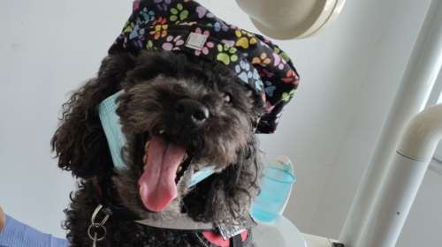 Από τον δρόμο, βοηθός σε οδοντιατρείο – Η τετράποδη Άριελ που διώχνει το άγχος για τον τροχό και τη σύριγγα