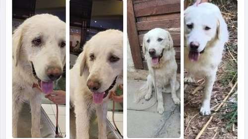 Έχετε δει πώς μεταμορφώνει η αγάπη και η φροντίδα; Δείτε τον Σνόου