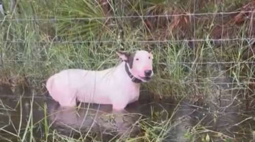 Τυφώνας Μίλτον: Αδιανόητo, εγκατάλειψαν σκύλο δεμένο σε σύρματα οικοπέδου που είχε αρχίσει να πλημμυρίζει