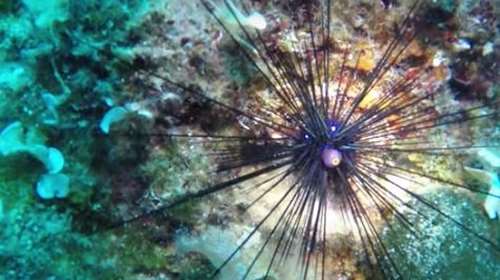 Βουλιαγμένη: Εμφανίστηκε ο δηλητηριώδης αχινός Diadema Setosum- Οι διαφορές με τον ενδημικό αχινό