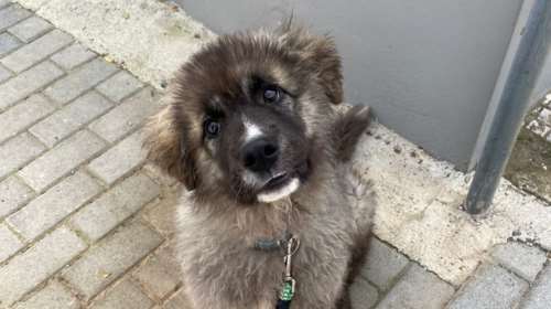 Ο Κούμα ήταν γενναίος και σοβαρός από την πρώτη ημέρα - Και ξέρει πως είναι ωραίος