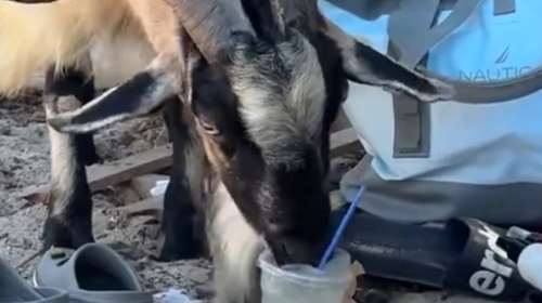 Viral η κατσίκα που απολαμβάνει το μοχίτο της σε παραλία της Κρήτης [βίντεο]