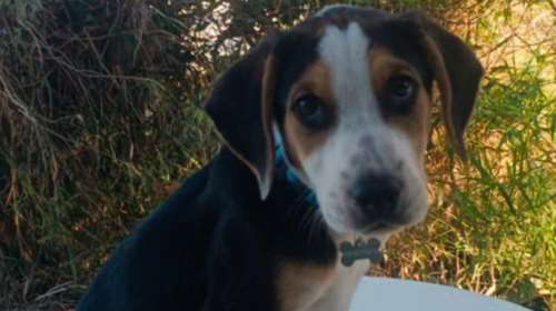 Η κουταβο-ιστορία του  Μίκυ από τον Μαραθώνα - Και είναι μόλις  3 μηνών