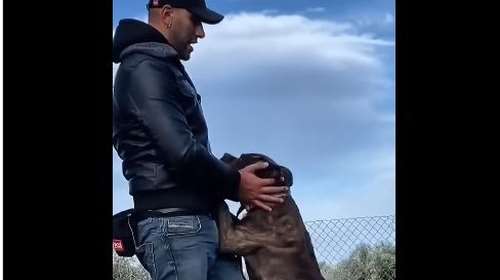 Ζάκυνθος: Ο Δήμος είπε όχι στη θανάτωση του πίτ μπουλ - Θα μείνει στη Στέγη Ζώων Αγίου Φραγκίσκου