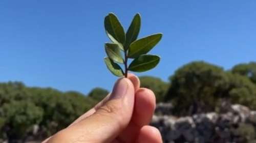 Η Μαστίχα ενώνει γενιές!