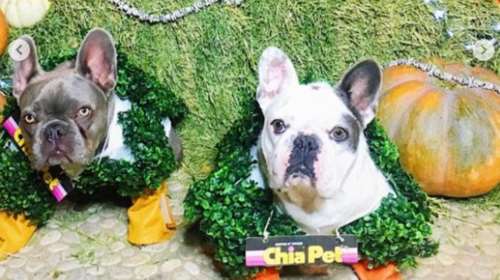 ΗΠΑ: Βρέθηκαν τα σκυλιά της Lady Gaga μετά την αμοιβή που προσέφερε η τραγουδίστρια- Ποιος τα επέστρεψε