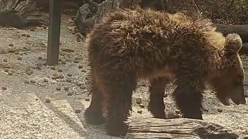 "Η Κίρκη τα κατάφερε": Ανάρρωσε το αρκουδάκι που είχε τραυματιστεί σοβαρά σε τροχαίο - Μεταφέρεται σε περιφραγμένο δάσος