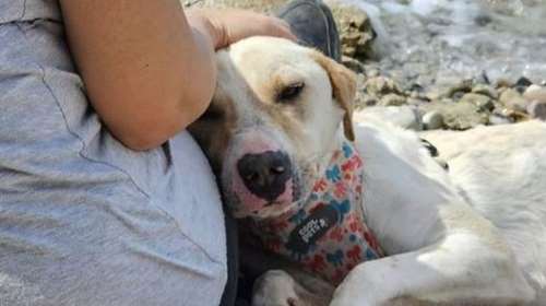 Ο Άλμπι πέρασε το καλοκαίρι αυτό στο καταφύγιο και στη μοναξιά του κλουβιού