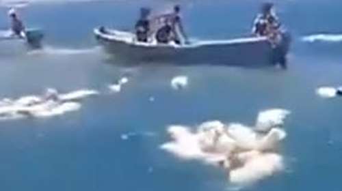 Ψαράδες στην Υεμένη περισυλλέγουν πρόβατα που έπεσαν στη θάλασσα από πλοίο που ανατράπηκε