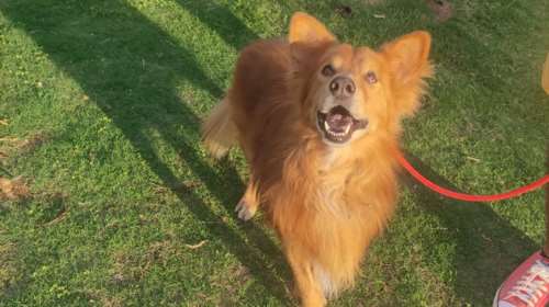 Ο Χάτσι έζησε από κουτάβι μαζί με τον άνθρωπό του, όμως εκείνος &quot;έφυγε&quot;