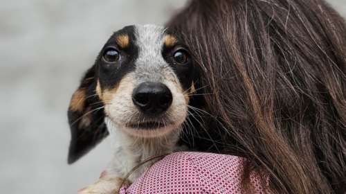 Σώστε ένα αδεσποτάκι: Ο Μανόλο είναι ένα μοντέλο, και είναι και πάρα μα πάρα πολύ φωτογενής