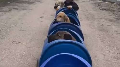 Οτι πιο τρυφερό: Εφτιαξε αυτοσχέδιο &quot;τρενάκι&quot; για να βγάζει βόλτα ανάπηρους σκύλους -  Εμπνεύστηκε από τον παράλυτο πατέρα της