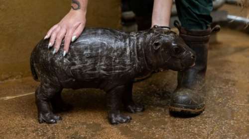 Αττικό Ζωολογικό Πάρκο: Γεννήθηκε σπάνιος πυγμαίος ιπποπόταμος