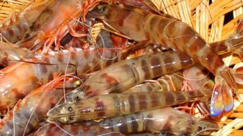 Ο ΕΦΕΤ ανακαλεί κατεψυγμένες γαρίδες