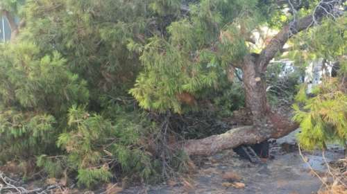 Τραγωδία στις Σέρρες: 40χρονος υλοτόμος καταπλακώθηκε από δέντρο που έκοβε και έχασε τη ζωή του