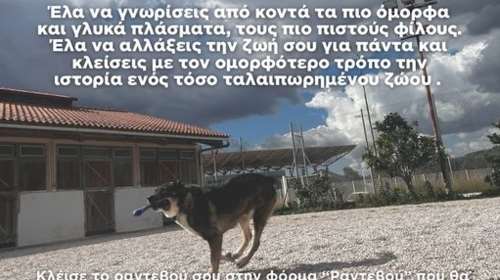 Dogs&#39; Voice: Τα ραντεβού γνωριμίας με τους σκύλους του καταφυγίου ξεκινούν ξανά!