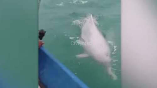 Κορονοϊός - Ταϊλάνδη: Εμφανίστηκαν σπάνια ροζ δελφίνια λόγω απουσίας των τουριστών! [Βίντεο]