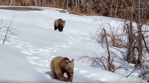 Ξύπνησαν οι αρκούδες στο Νυμφαίο: Ο Πάτρικ, η Λουίζα, ο Ντιουκ, ο Γιώργος, η Σάντυ, η Μίρα και οι μαλωμένες φίλες