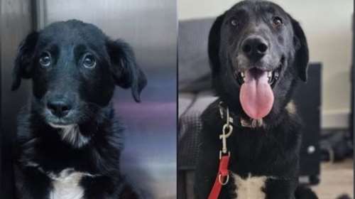 Ο Τάι ήταν το κουτάβι με τα πιο θλιμμένα μάτια: Ήταν λες και μέσα τους ήταν όλος ο πόνος και όλος ο φόβος που βίωσε