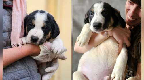 Σώστε ένα αδεσποτάκι: Ο Πούμπα - Τον αγαπάμε πολύ, ίσως γιατί είναι έτσι αθώος