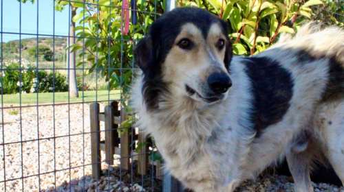 Ο Μάκης είναι ο λεγόμενος σκύλος... βλαχοδήμαρχος:  Σώθηκε από τη φωτιά  στη Ραφήνα και δεν τον αναζήτησε ποτέ κανείς