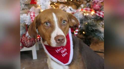 Σώστε ένα αδεσποτάκι: Το Βικτωράκι περιμένει... &quot;Ο Αγιος Βασίλης μοιράζει δώρα;&quot;