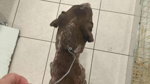 Φρίκη στη Μυτιλήνη: Σκυλίτσα που μόλις είχε γεννήσει βρέθηκε με σύρμα σφιγμένο στον λαιμό -  Σώθηκε την τελευταία στιγμή