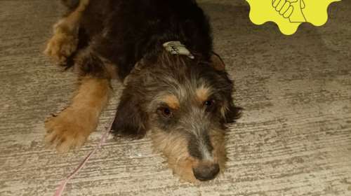 Ο σκυλάκος  έχει κακοποιηθεί πάρα πολύ στη ζωή του - Kακοποιούνταν μαζί με άλλα 2 σκυλάκια - Σώθηκαν από τις φωτιές