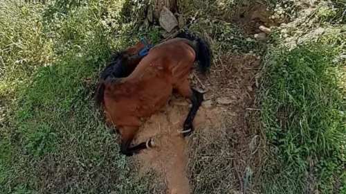 Σοκάρουν δύο νέα περιστατικά κακοποίησης ζώων σε Τζια και Υδρα - Διώξεις και πρόστιμα στους δράστες