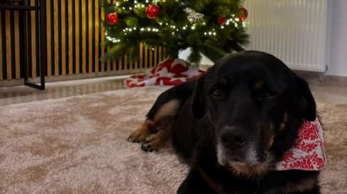 Το πρώτο της Χριστουγεννιάτικο δέντρο, η πρώτη της εβδομάδα σε σπίτι. Η Ρόδη έχει πλέον οικογένεια