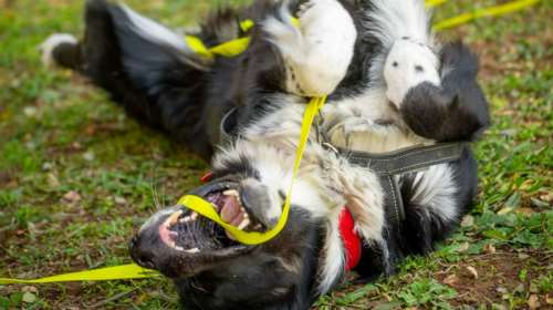 Ο Chase θα σας περιμένει το Σάββατο στη Δημοτική Αγορά Κυψέλης - Μην τον ξεχάσεις…