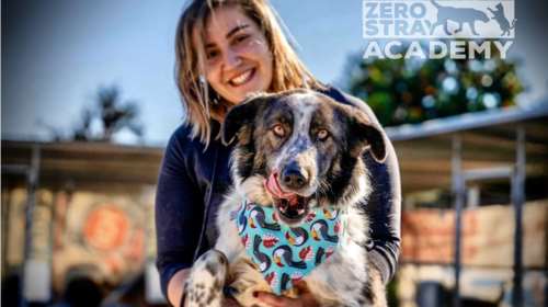 Εκπαίδευση για Καταφύγια Ζώων: Δωρεάν εντατικό πρόγραμμα με στόχο την ευζωία τους - Πώς να δηλώσετε συμμετοχή