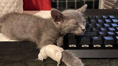 Αυτή είναι η Penny: Ένα πανέμορφο κοριτσάκι που σώθηκε από τη φωτιά στα Βριλήσσια