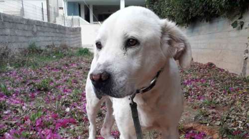 Είμαι ο Πούκο και δεν έχει ενδιαφερθεί κανείς για μένα - &quot;Δεν θέλω να θυμάμαι και πολλά από την προηγούμενη ζωή μου&quot;