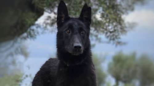 Save a Greek Stray: Βρέθηκε η Μπέτυ, τέλος η αγωνία για τους ανθρώπους της και για εκείνη